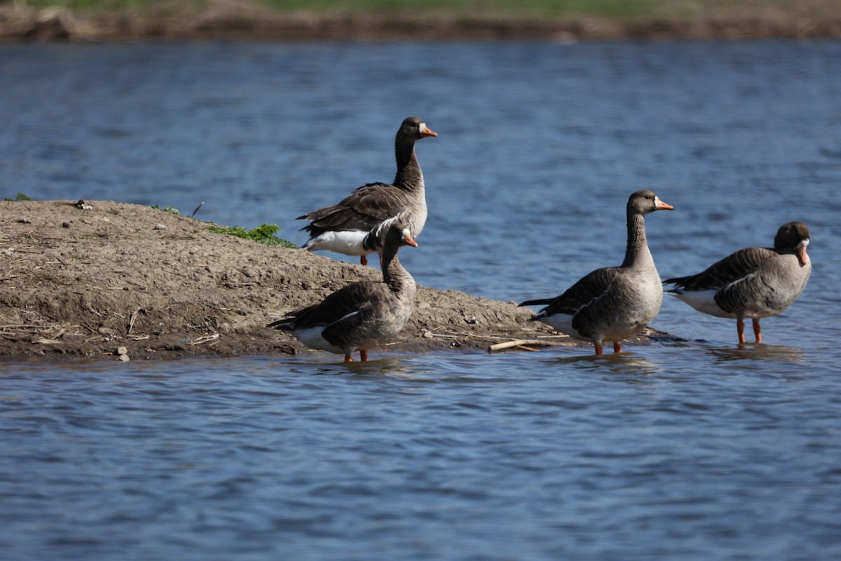 Greater White-fronted Goose (Western) - ML617750823