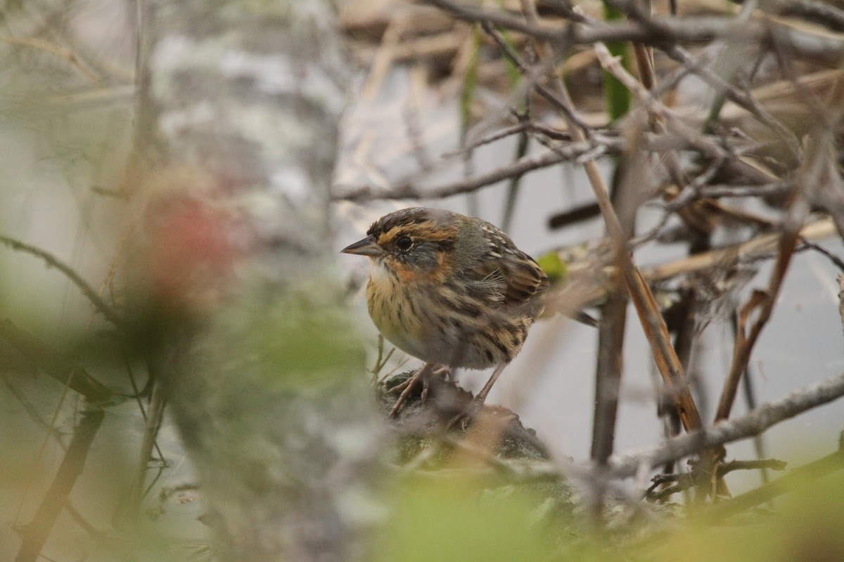 Saltmarsh Sparrow - ryan  doherty