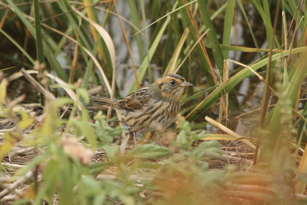 Saltmarsh Sparrow - ryan  doherty