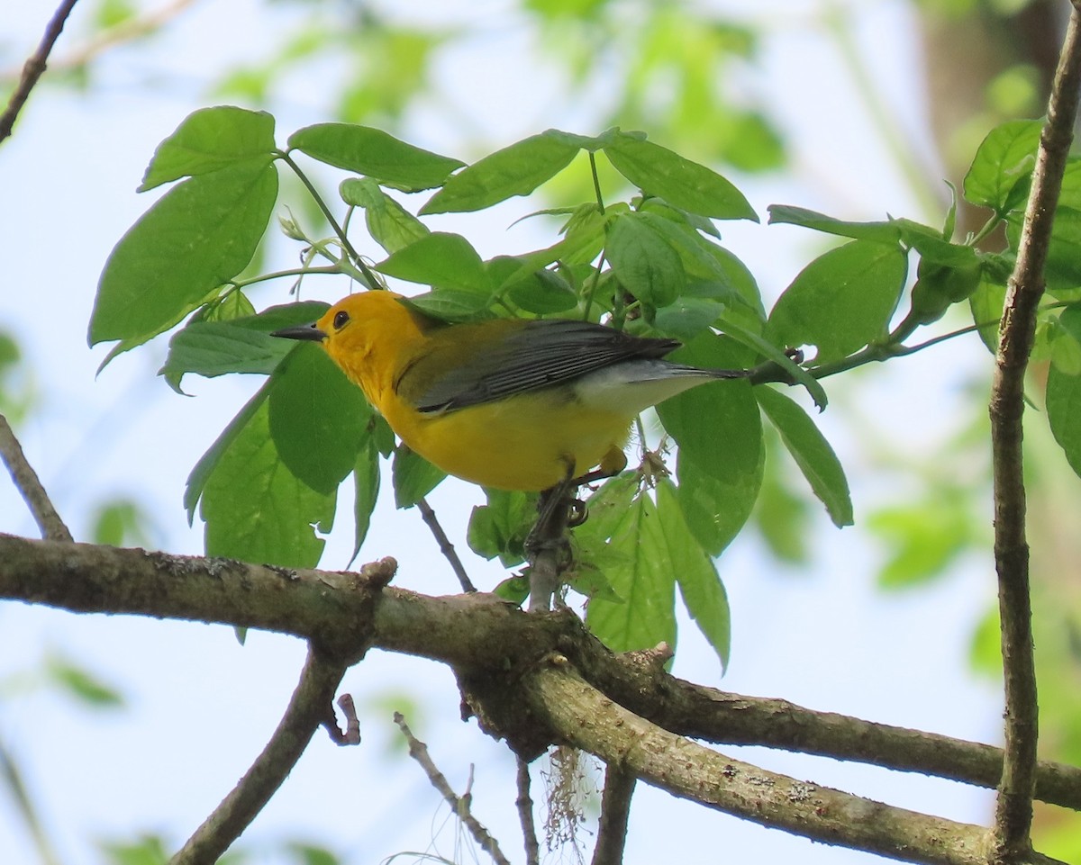 Prothonotary Warbler - ML617750855