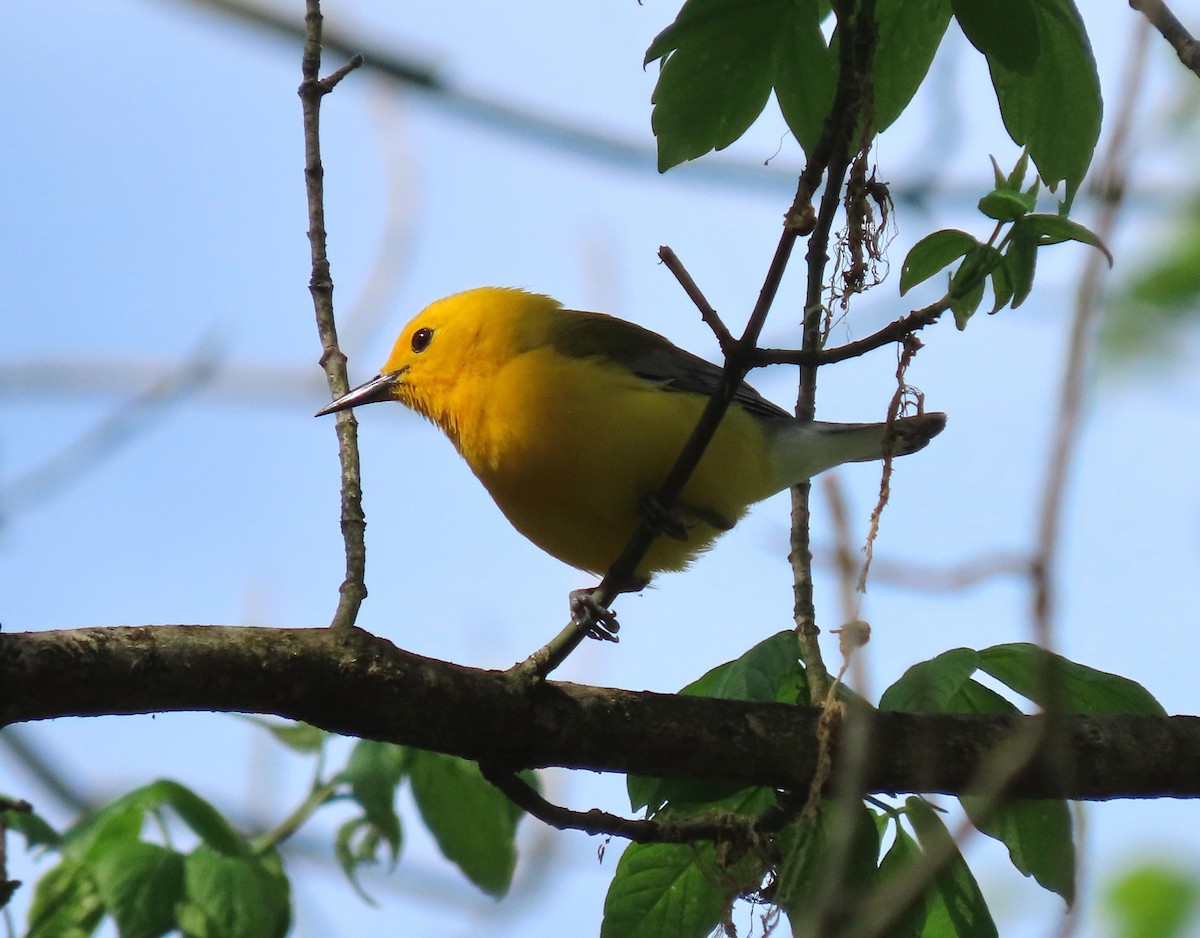 Prothonotary Warbler - ML617750856