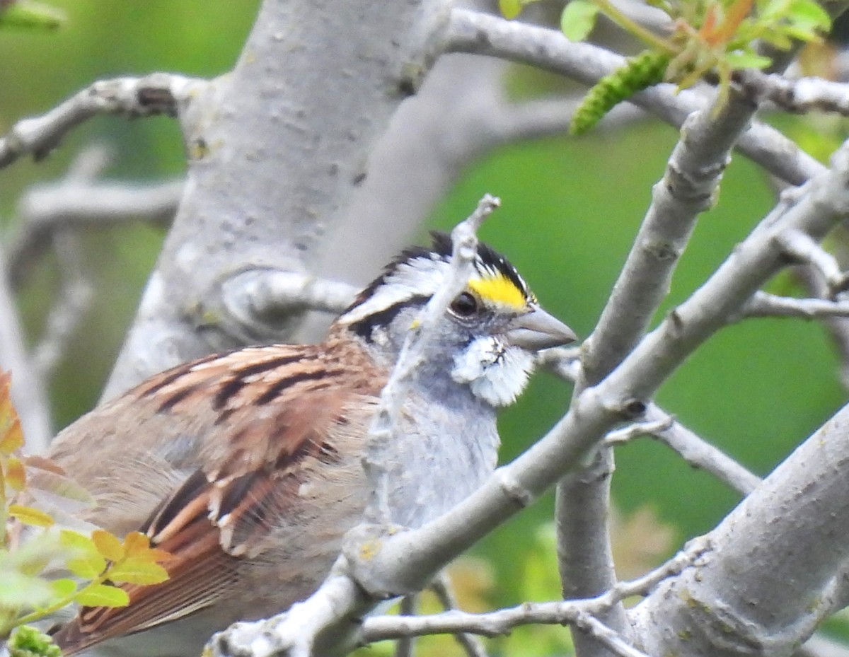 White-throated Sparrow - ML617750857