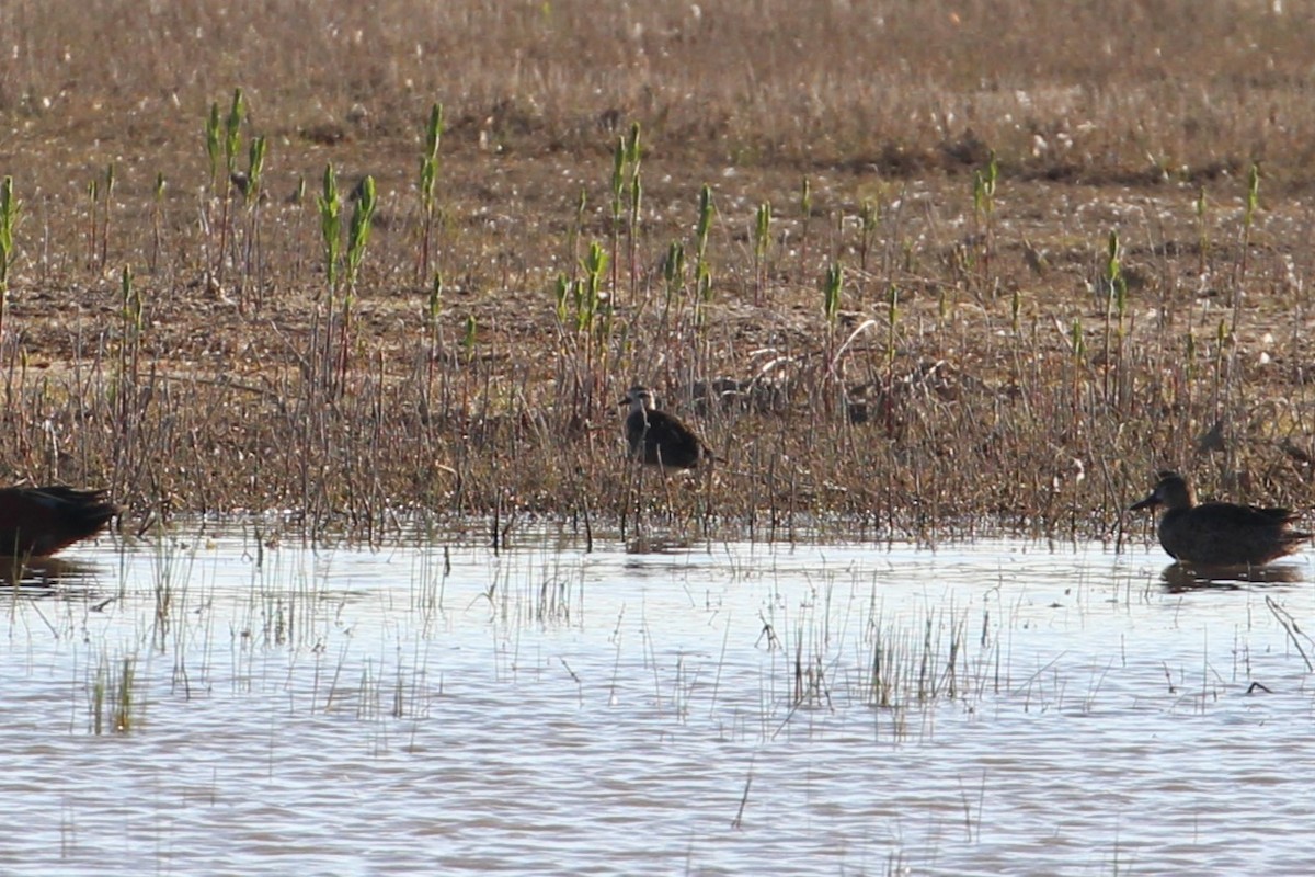 eBird Checklist 21 Apr 2024 Bosque del Apache NWR 99 species (+2