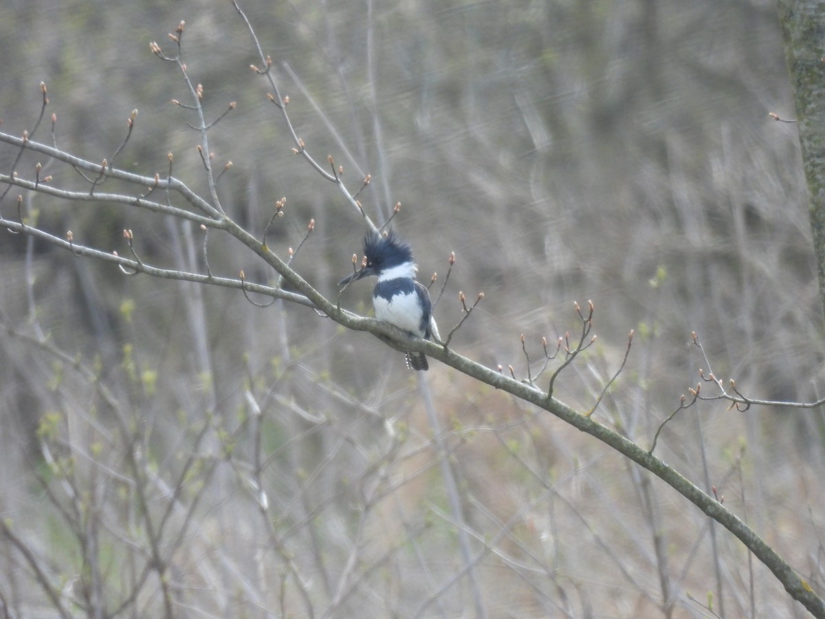Belted Kingfisher - ML617750867
