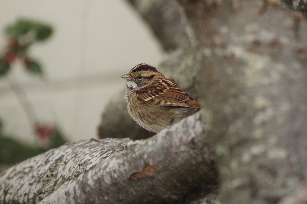 White-throated Sparrow - ryan  doherty