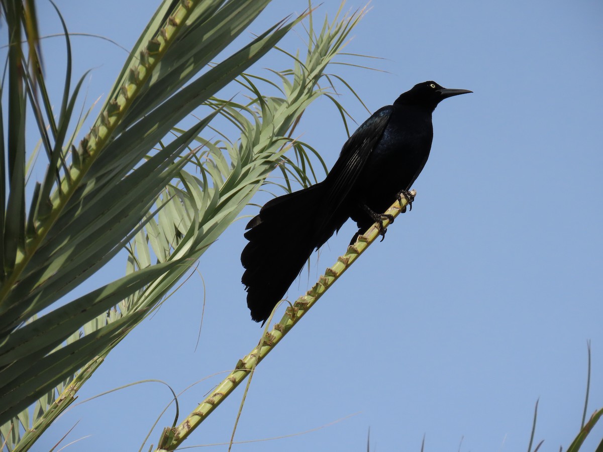 Great-tailed Grackle - ML617750915