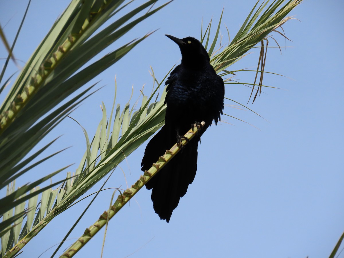 Great-tailed Grackle - ML617750916