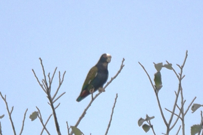 White-crowned Parrot - ML617750950