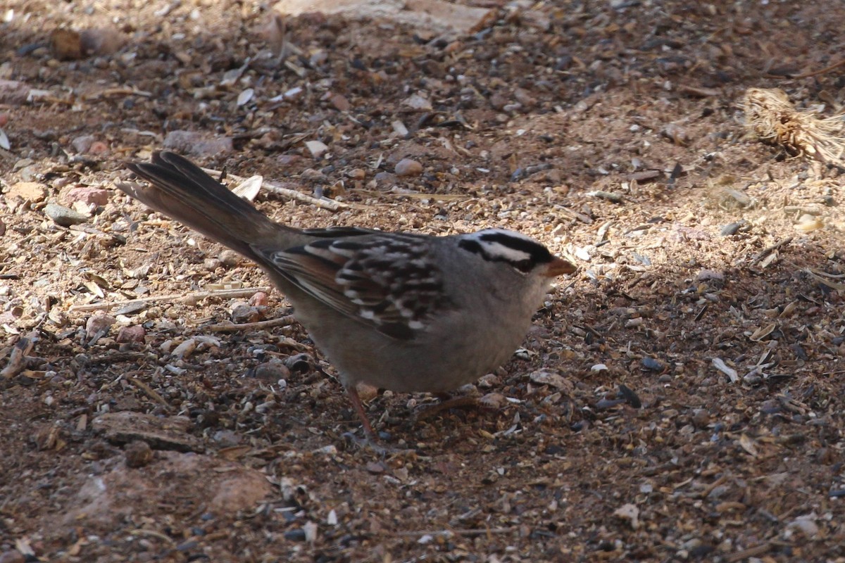 White-crowned Sparrow (Dark-lored) - ML617750959
