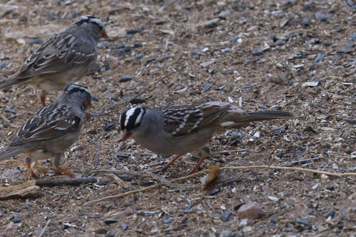 White-crowned Sparrow (Dark-lored) - ML617750960