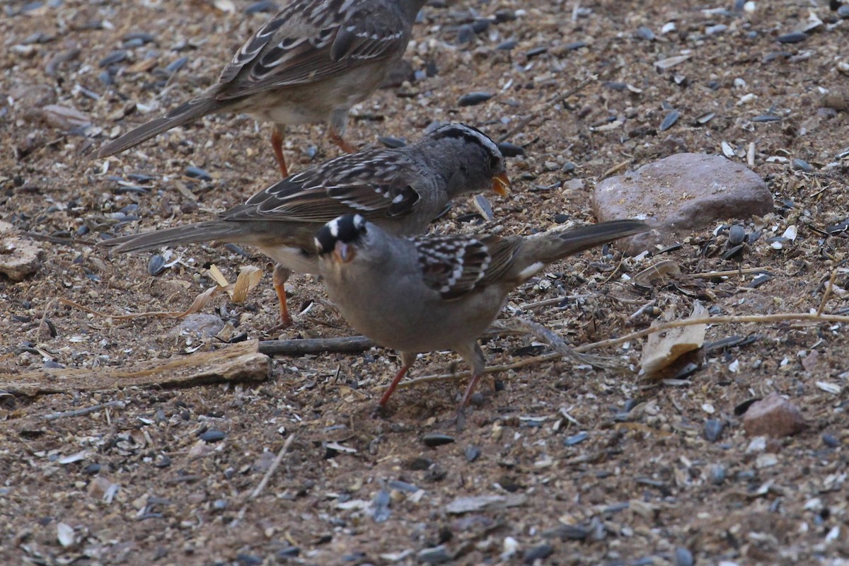 White-crowned Sparrow (Dark-lored) - ML617750961