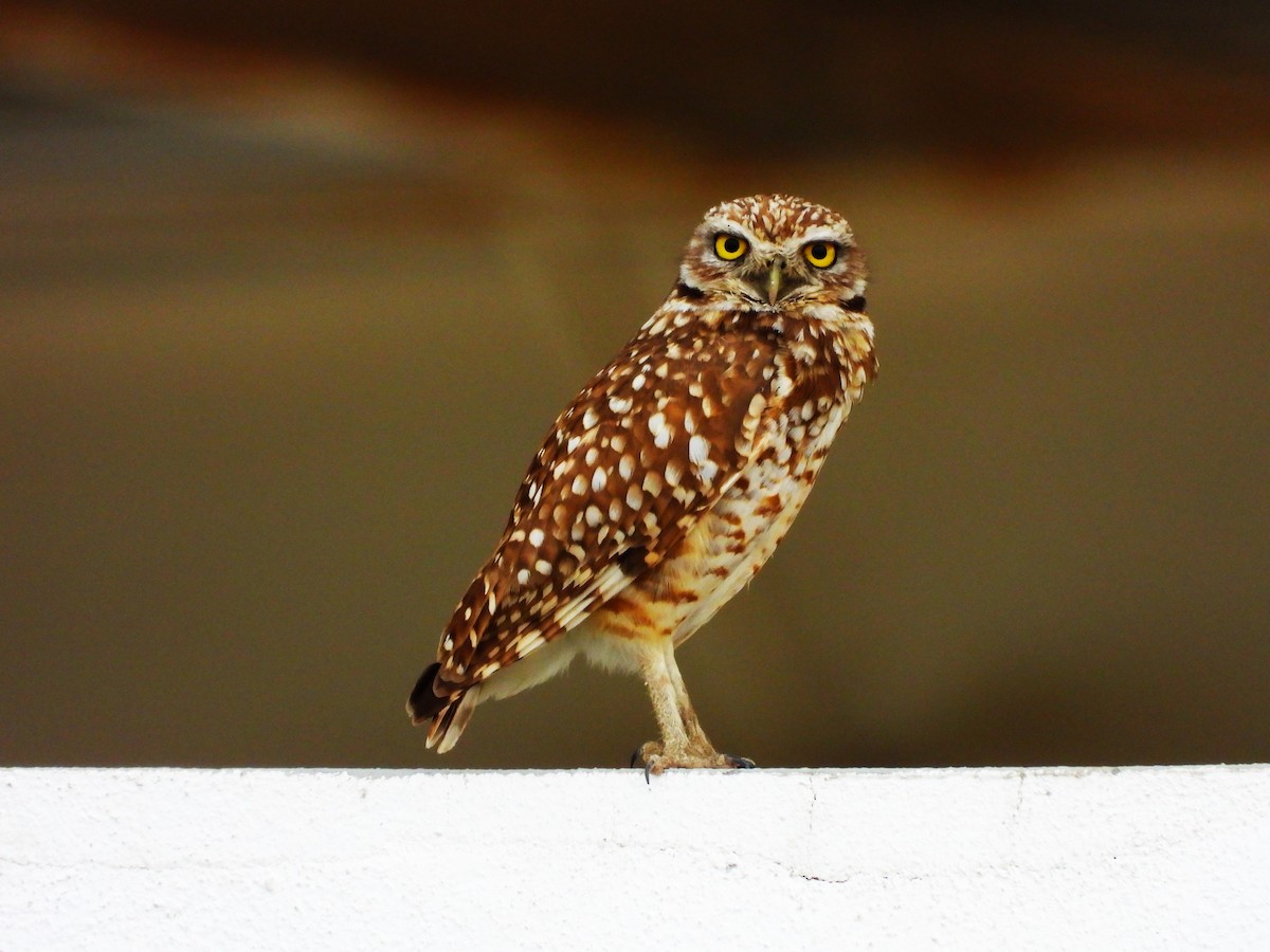 Burrowing Owl - Pedro Dávila