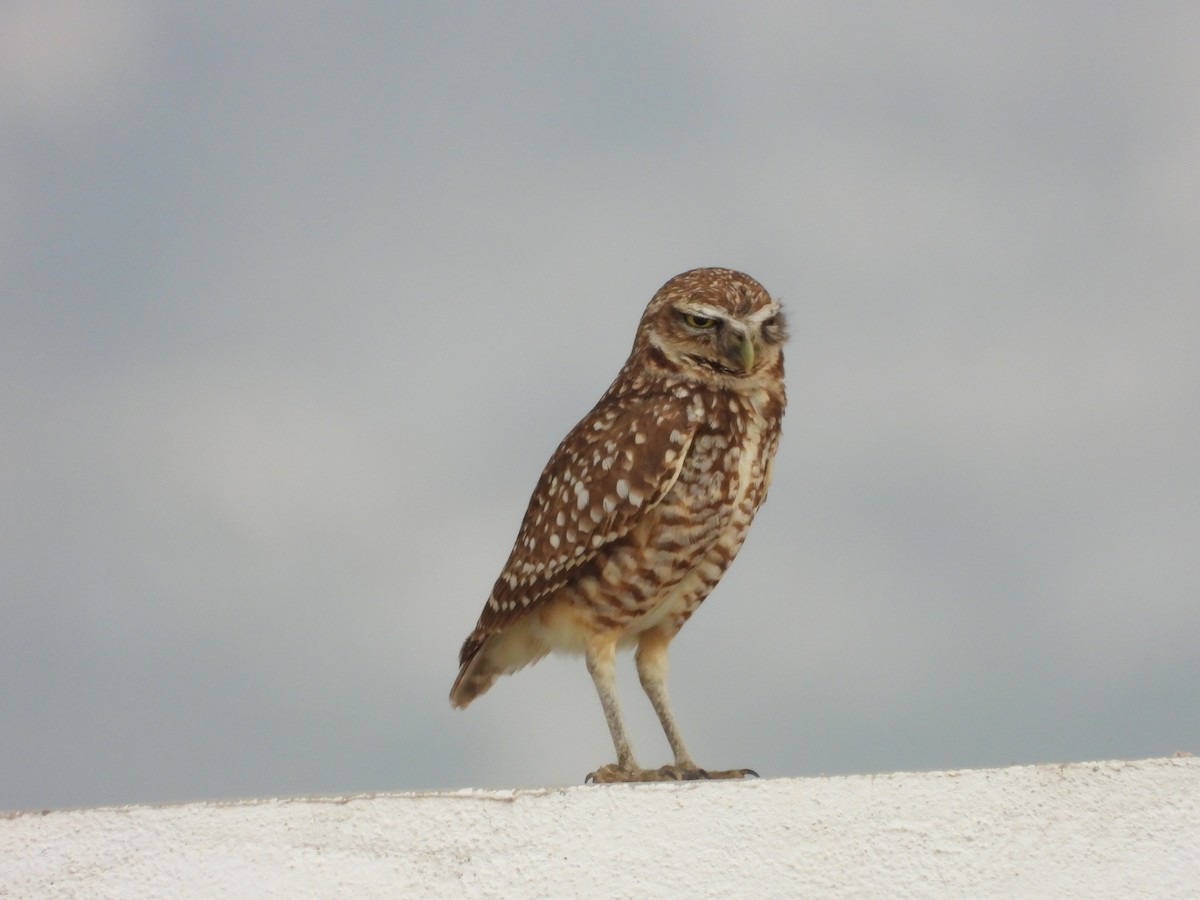Burrowing Owl - ML617750971