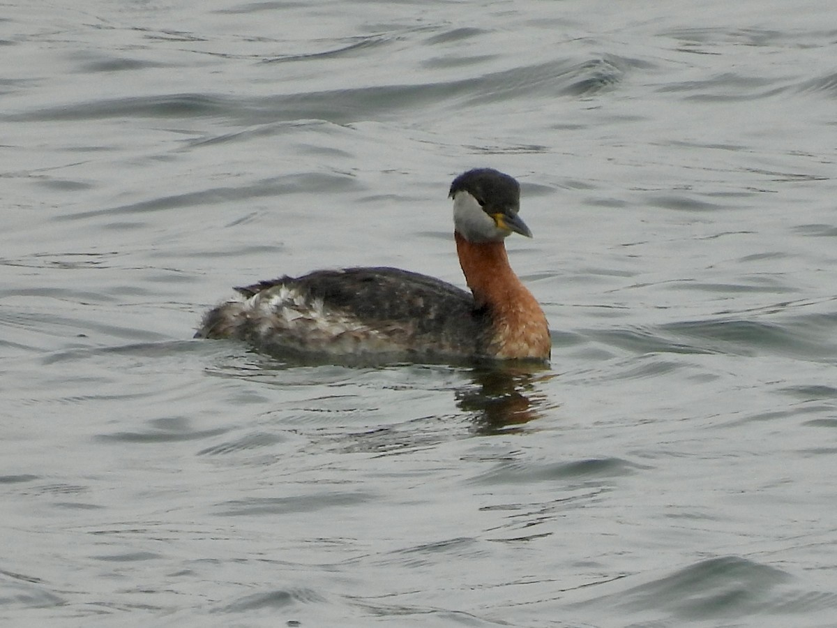 Red-necked Grebe - ML617751112