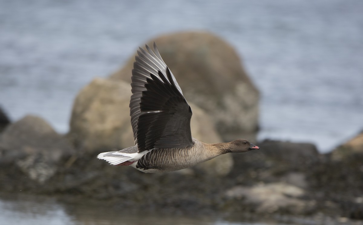 Pink-footed Goose - ML617751134
