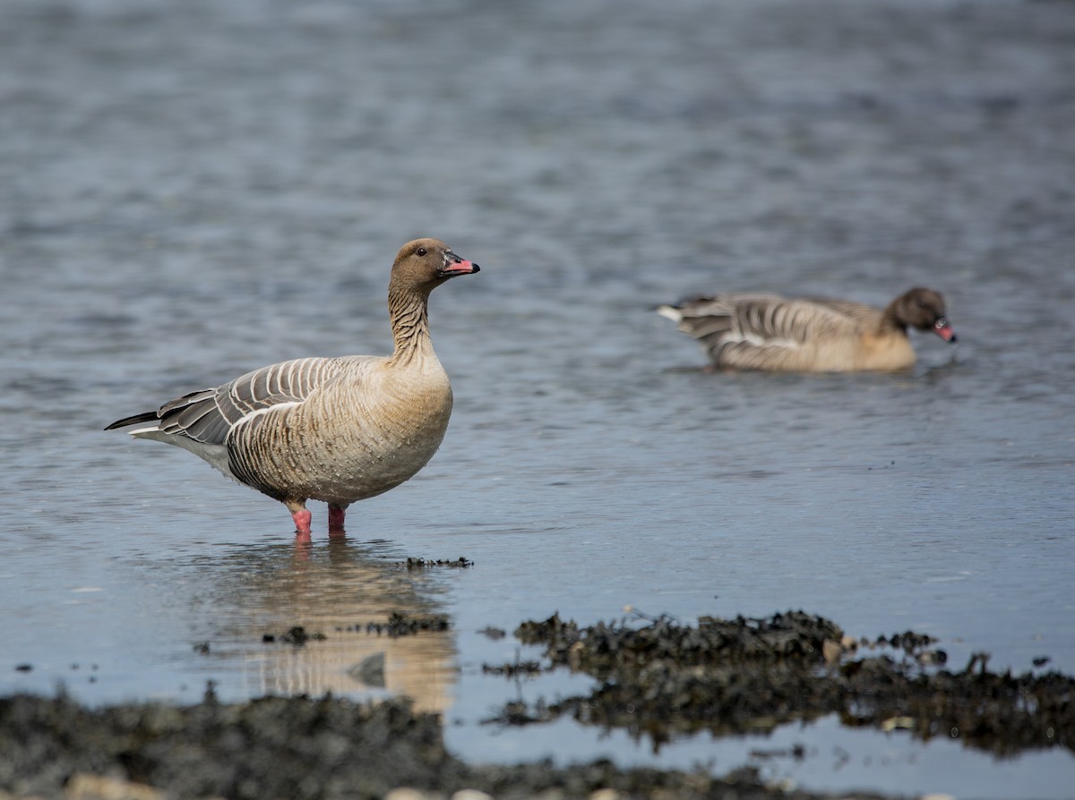 Pink-footed Goose - ML617751135