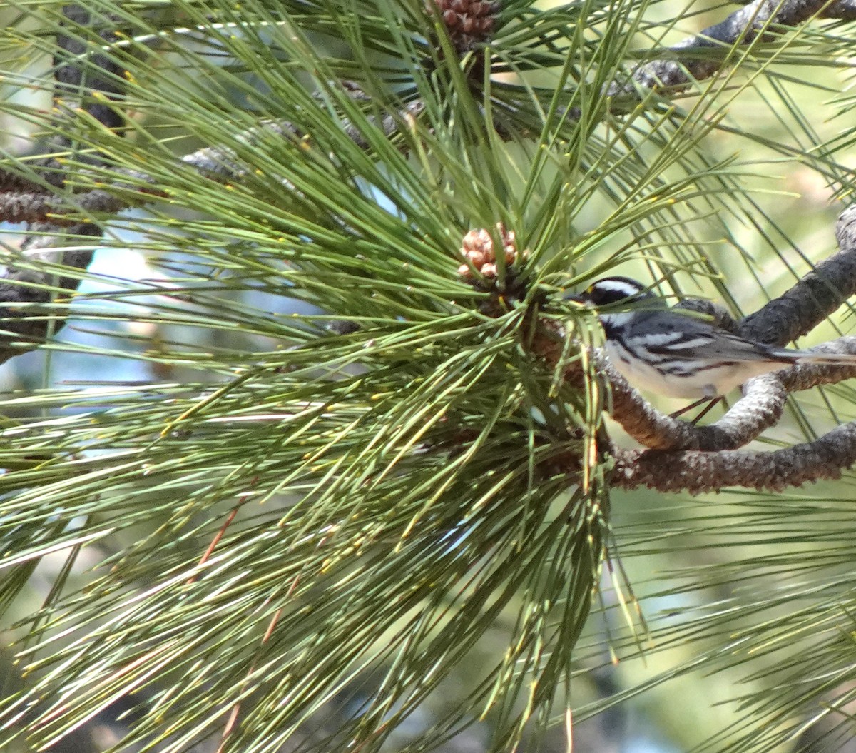 Black-throated Gray Warbler - Audrey E.