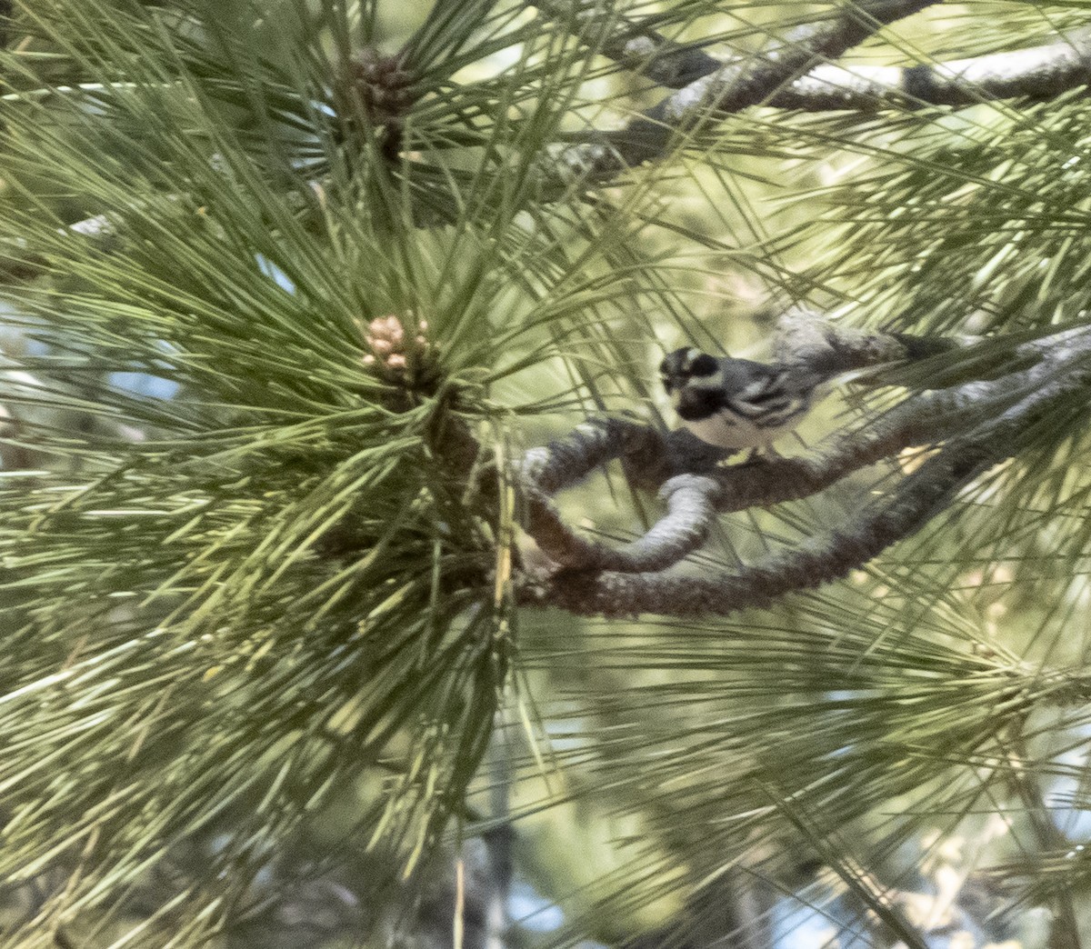 Black-throated Gray Warbler - ML617751149