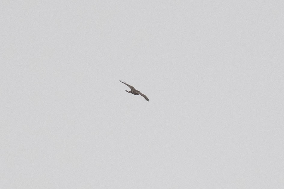 Broad-winged Hawk - ML617751153