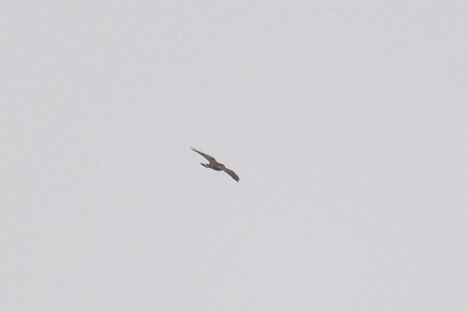 Broad-winged Hawk - ML617751154
