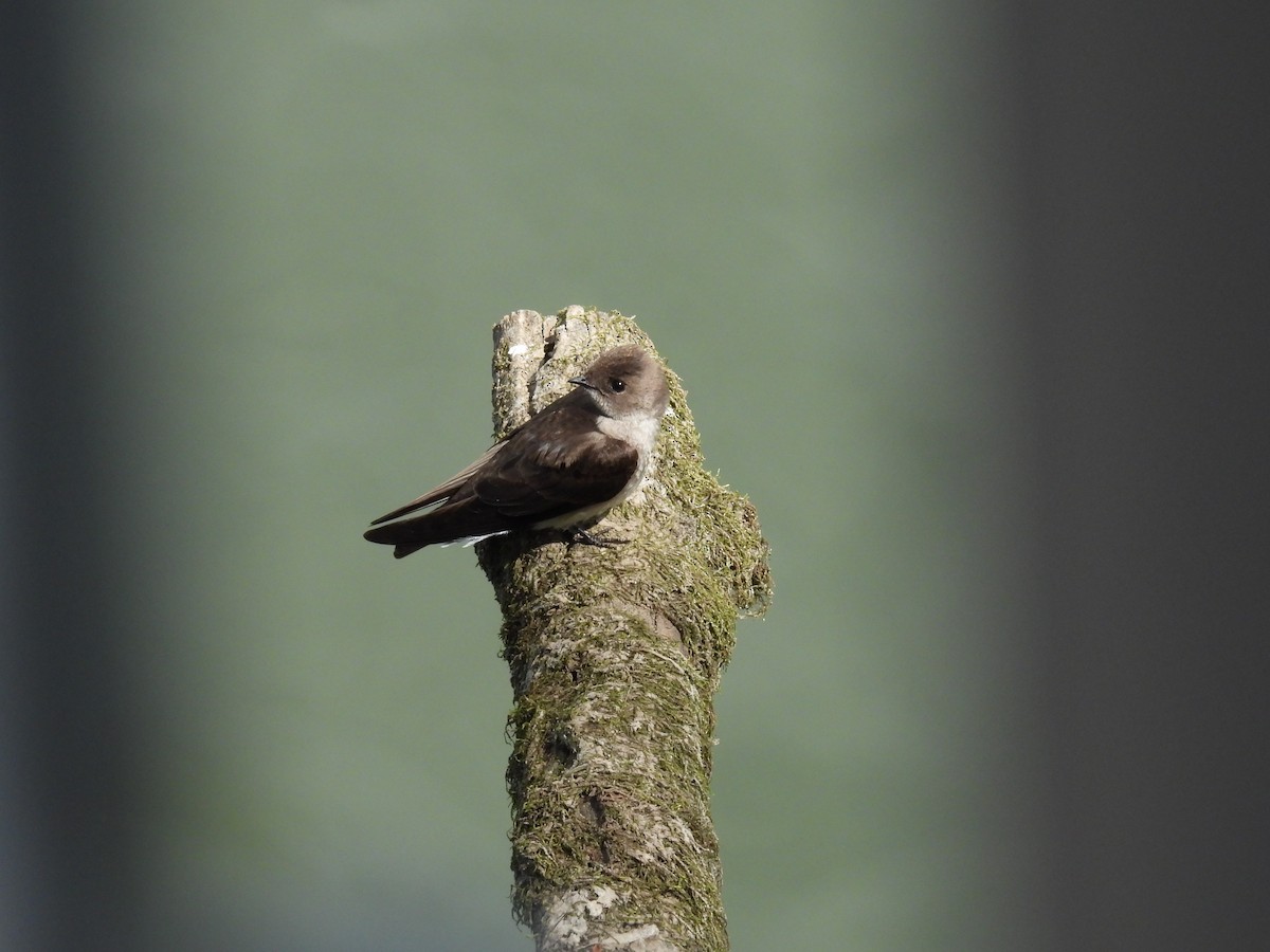 Northern Rough-winged Swallow - ML617751161