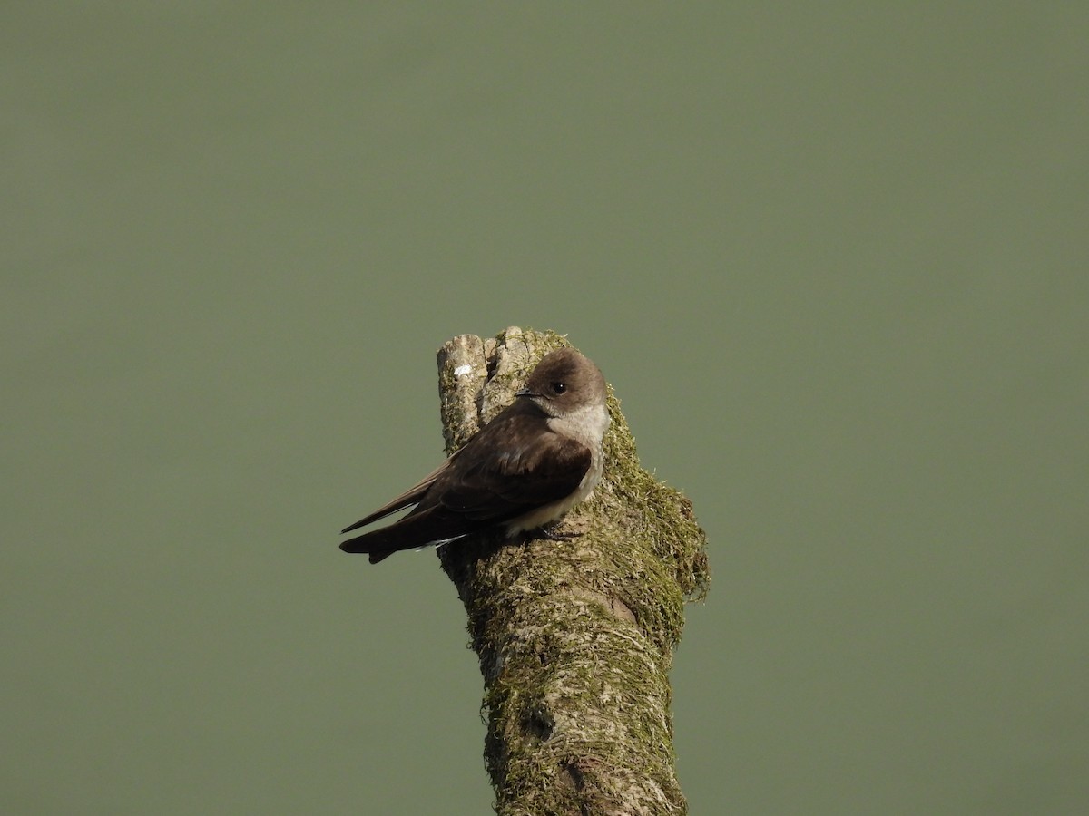 Northern Rough-winged Swallow - ML617751191