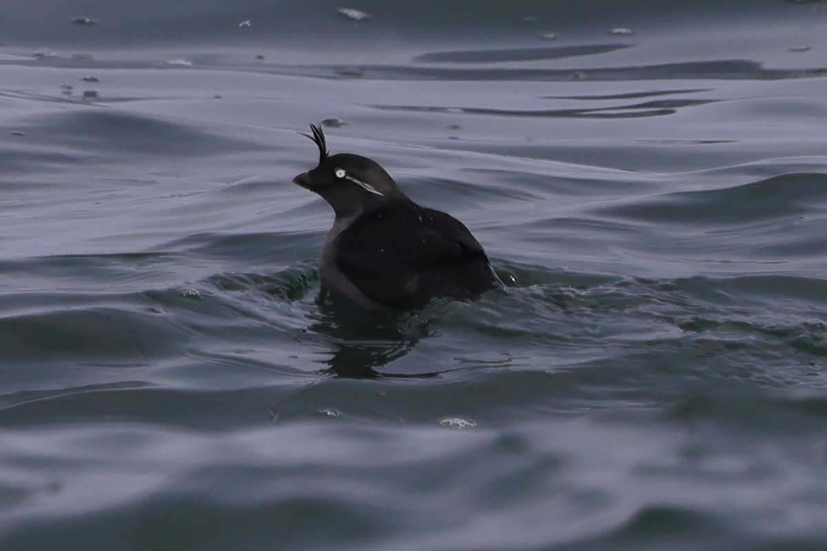 Crested Auklet - ML617751224