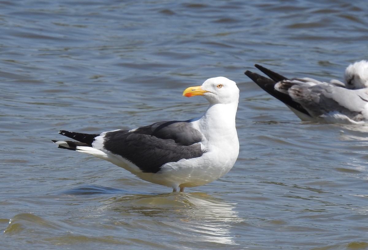 Yellow-footed Gull - ML617751225