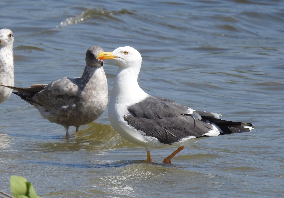 Yellow-footed Gull - ML617751234