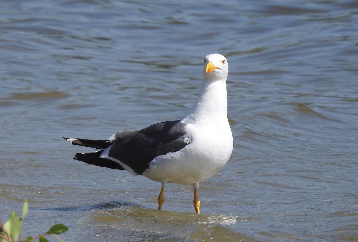 Yellow-footed Gull - Chris Dean