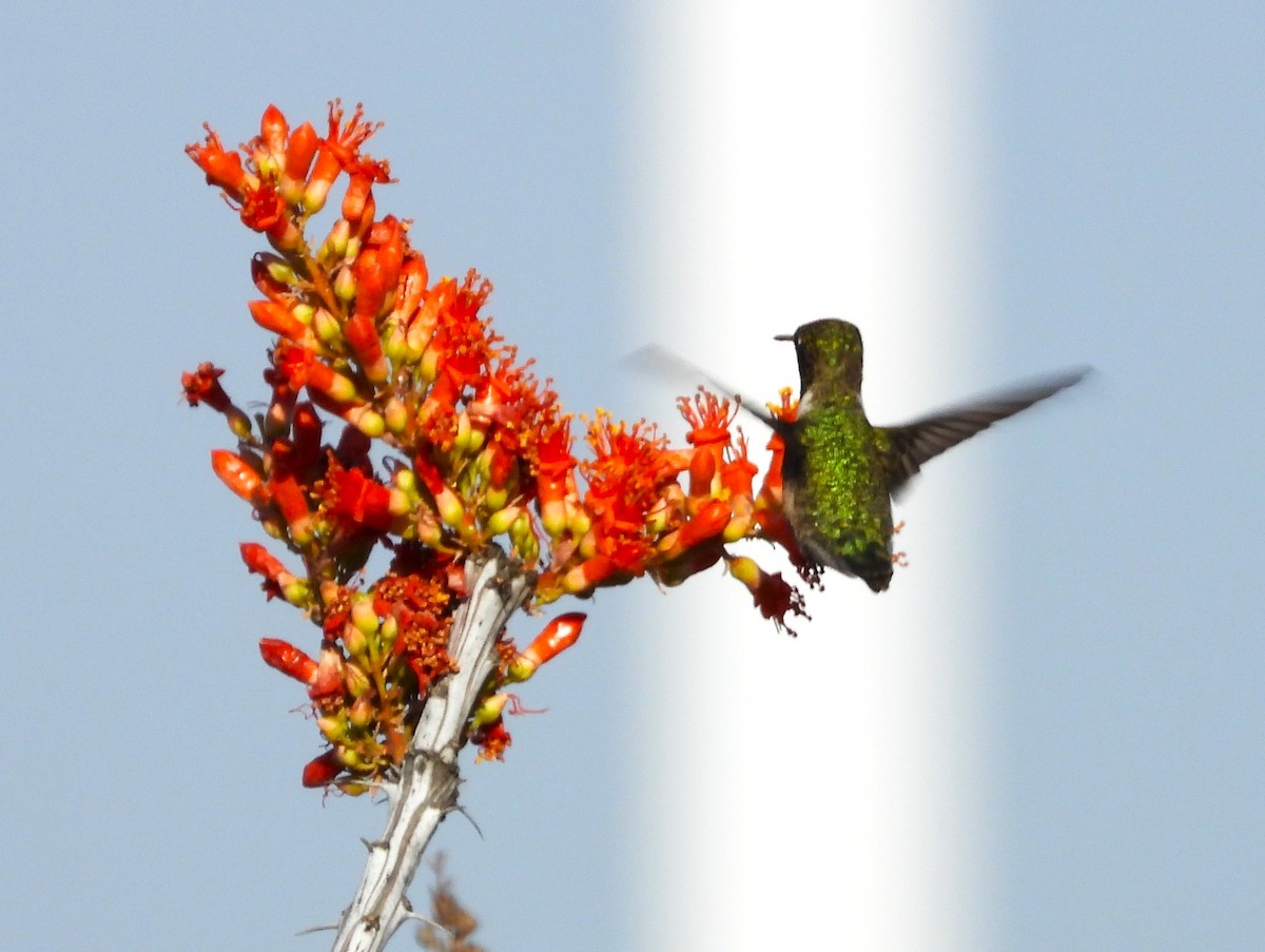 Black-chinned Hummingbird - ML617751247