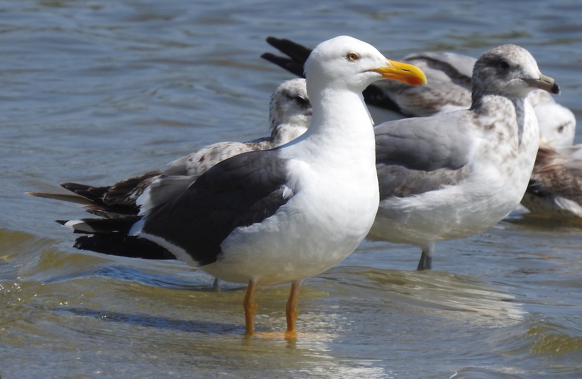 Yellow-footed Gull - ML617751255