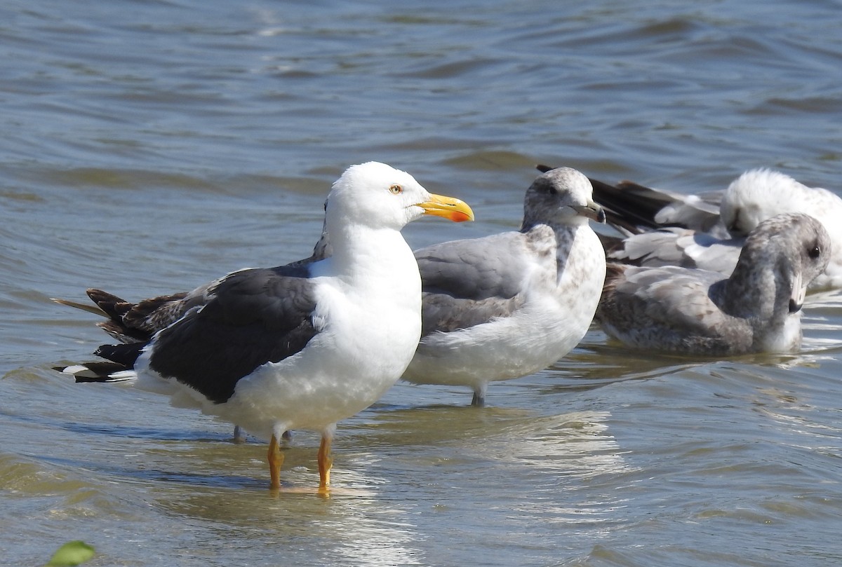 Yellow-footed Gull - ML617751277