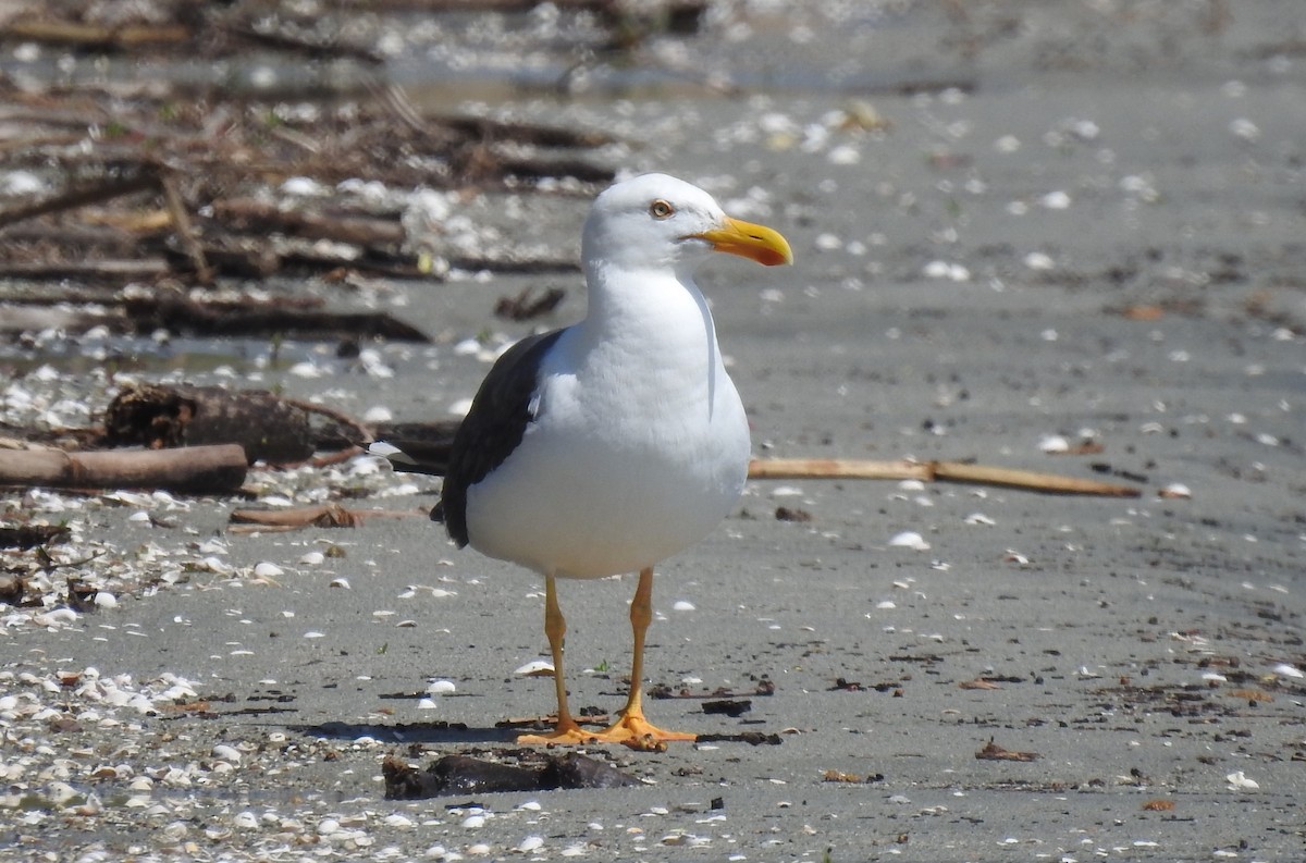 Yellow-footed Gull - ML617751294