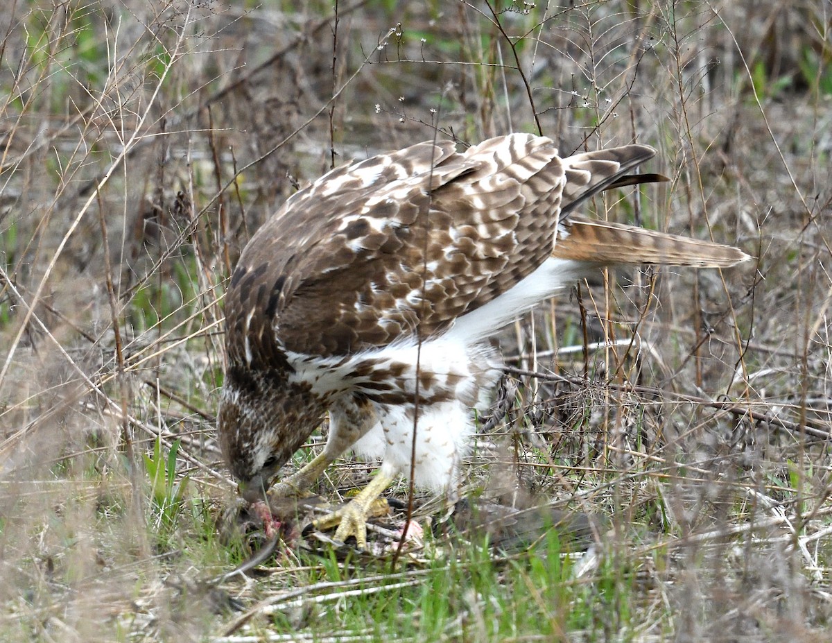 Red-tailed Hawk - ML617751311