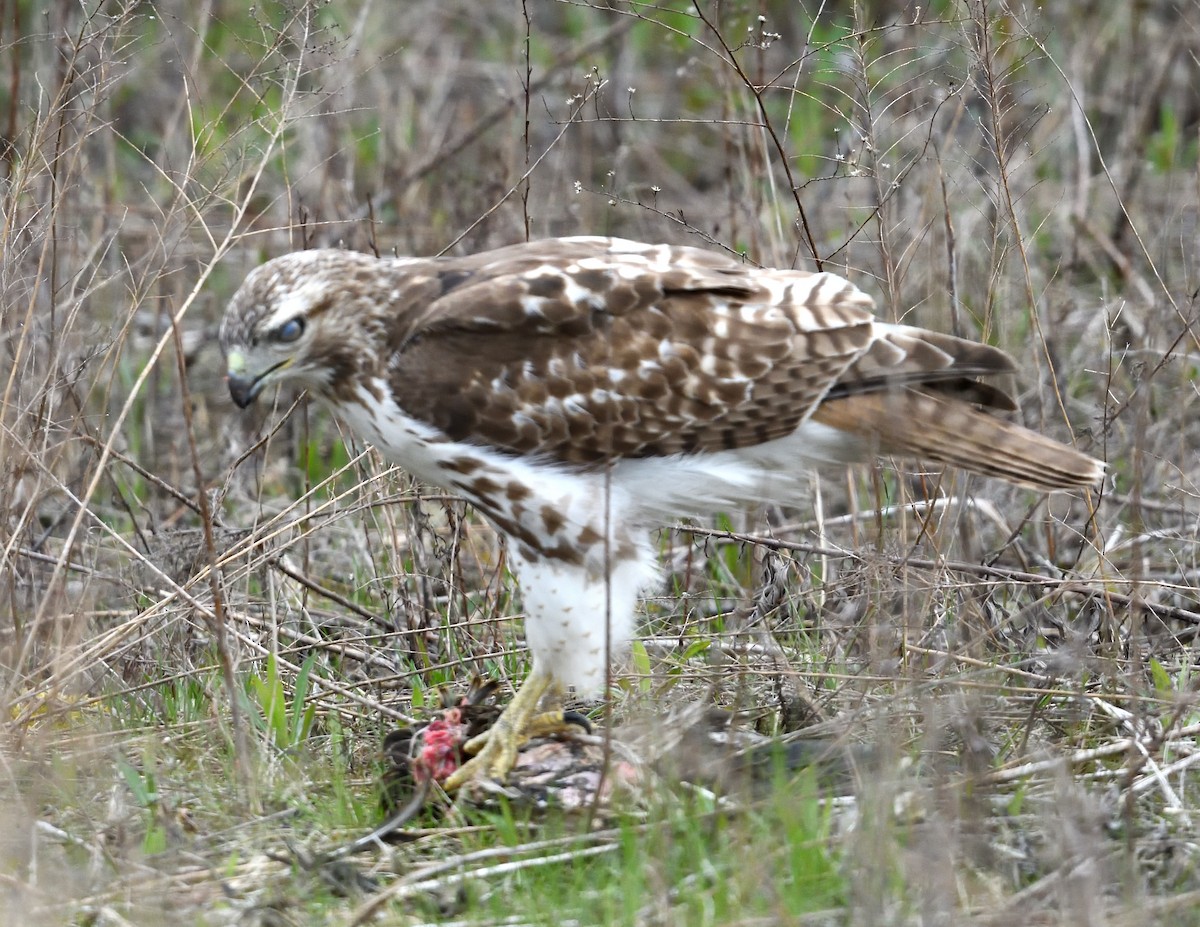 Red-tailed Hawk - Margaret Hough