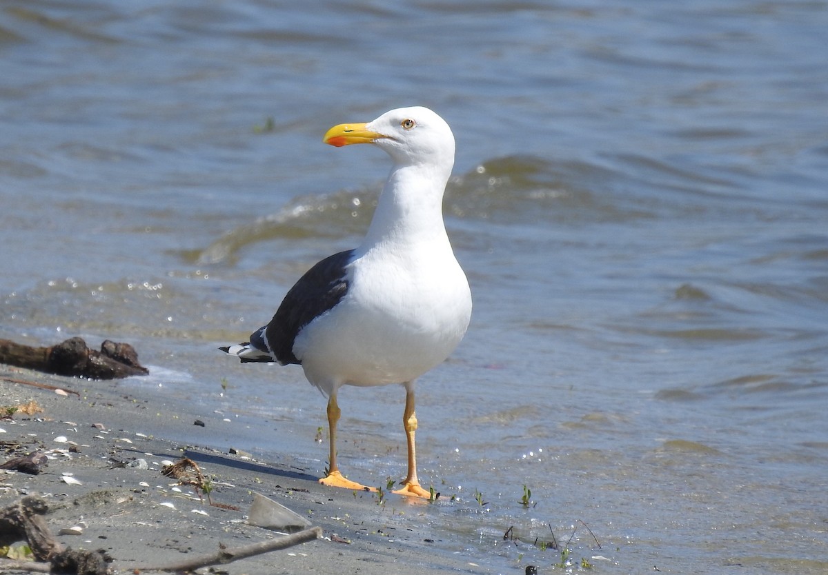 Yellow-footed Gull - Chris Dean