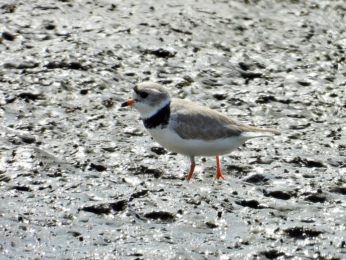 Piping Plover - ML617751324