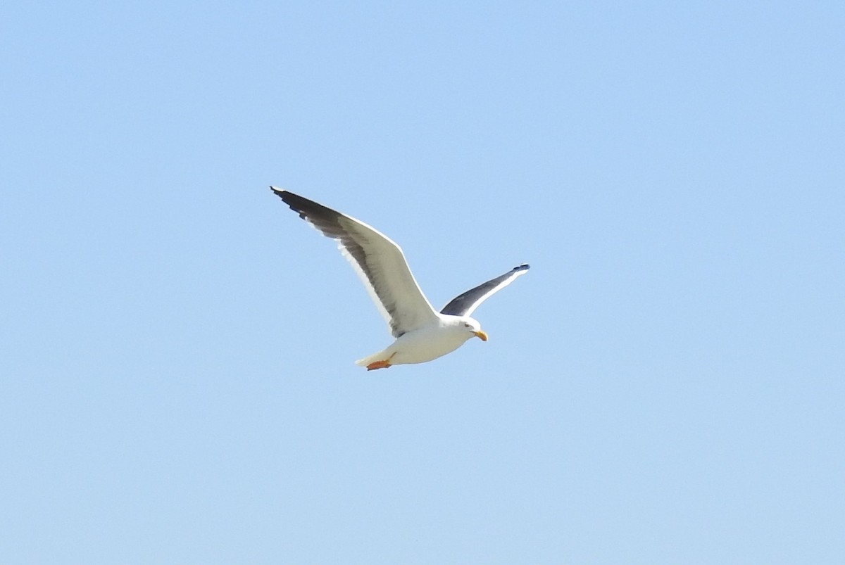 Yellow-footed Gull - ML617751326