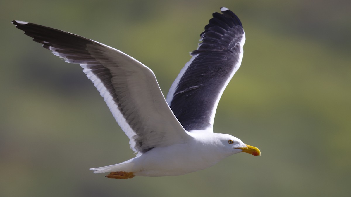 Yellow-footed Gull - ML617751336