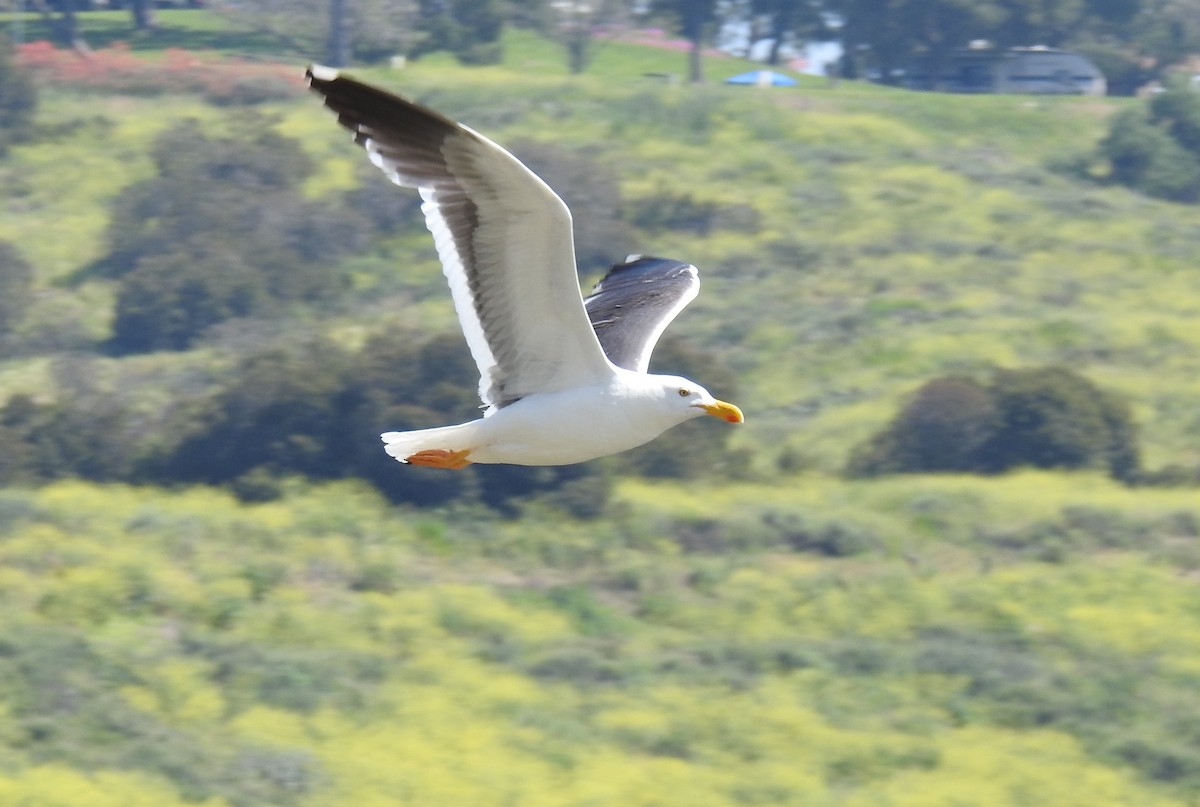 Yellow-footed Gull - ML617751347