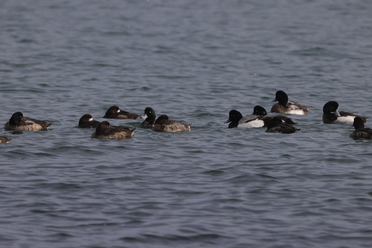 Greater Scaup - ML617751379