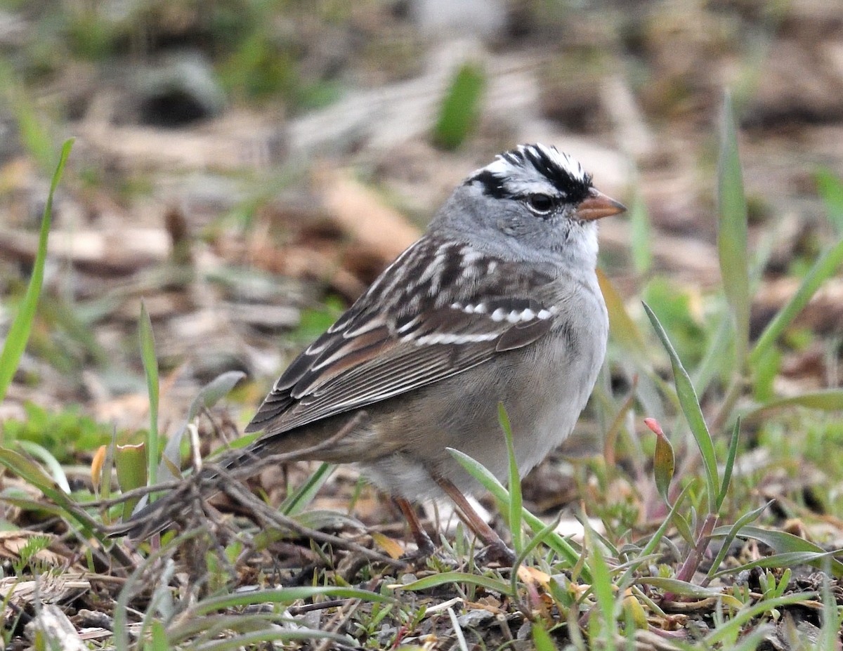 White-crowned Sparrow - ML617751385