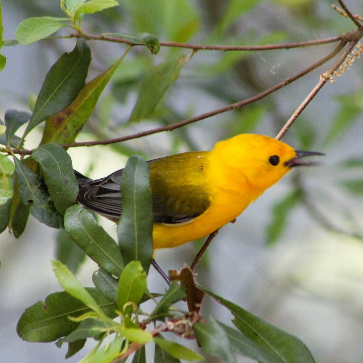 Prothonotary Warbler - ML617751400