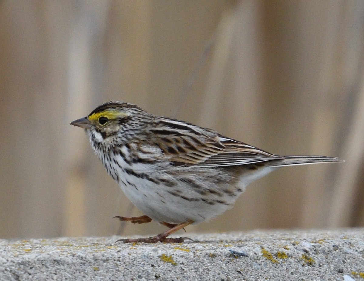 Savannah Sparrow - ML617751474