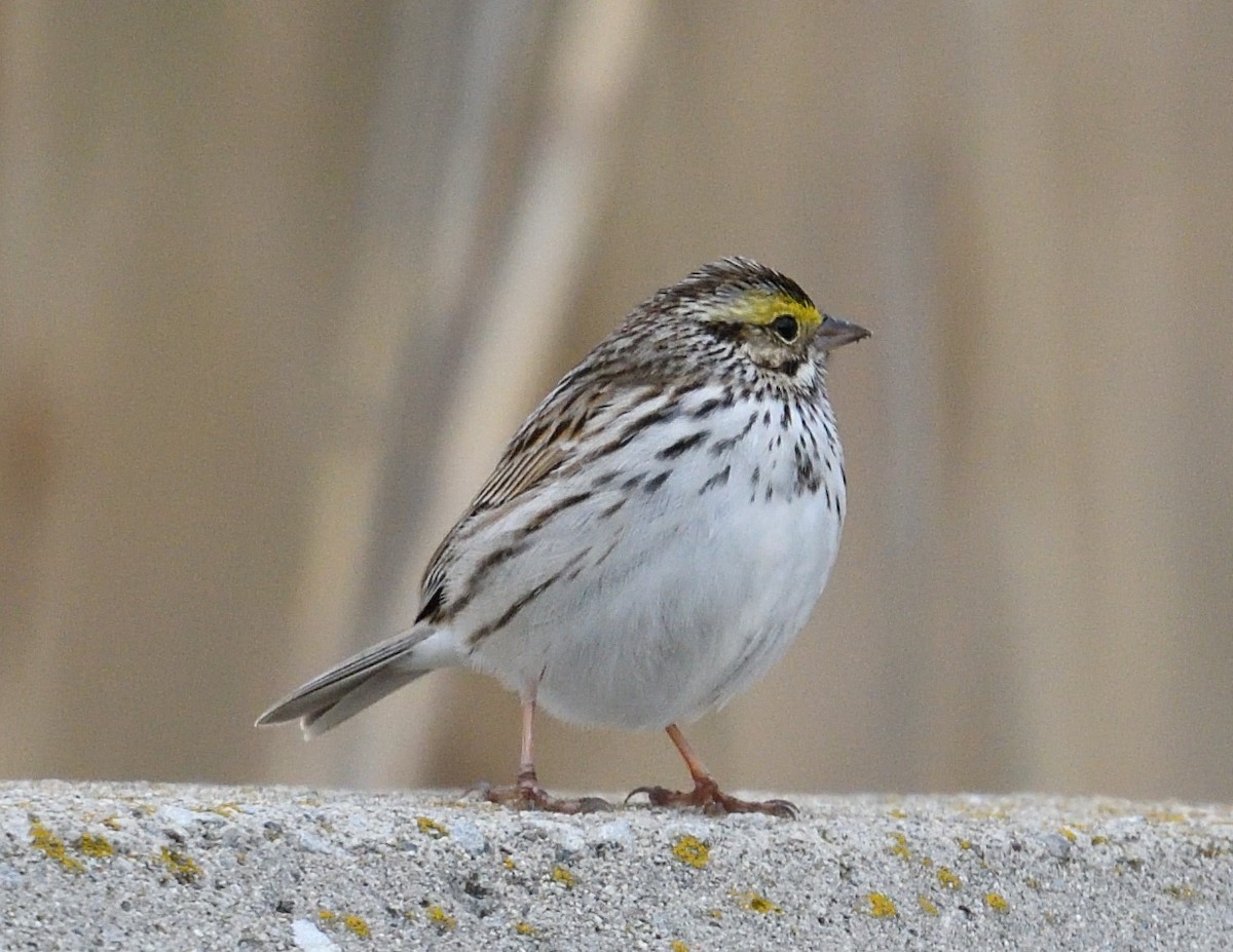 Savannah Sparrow - ML617751476