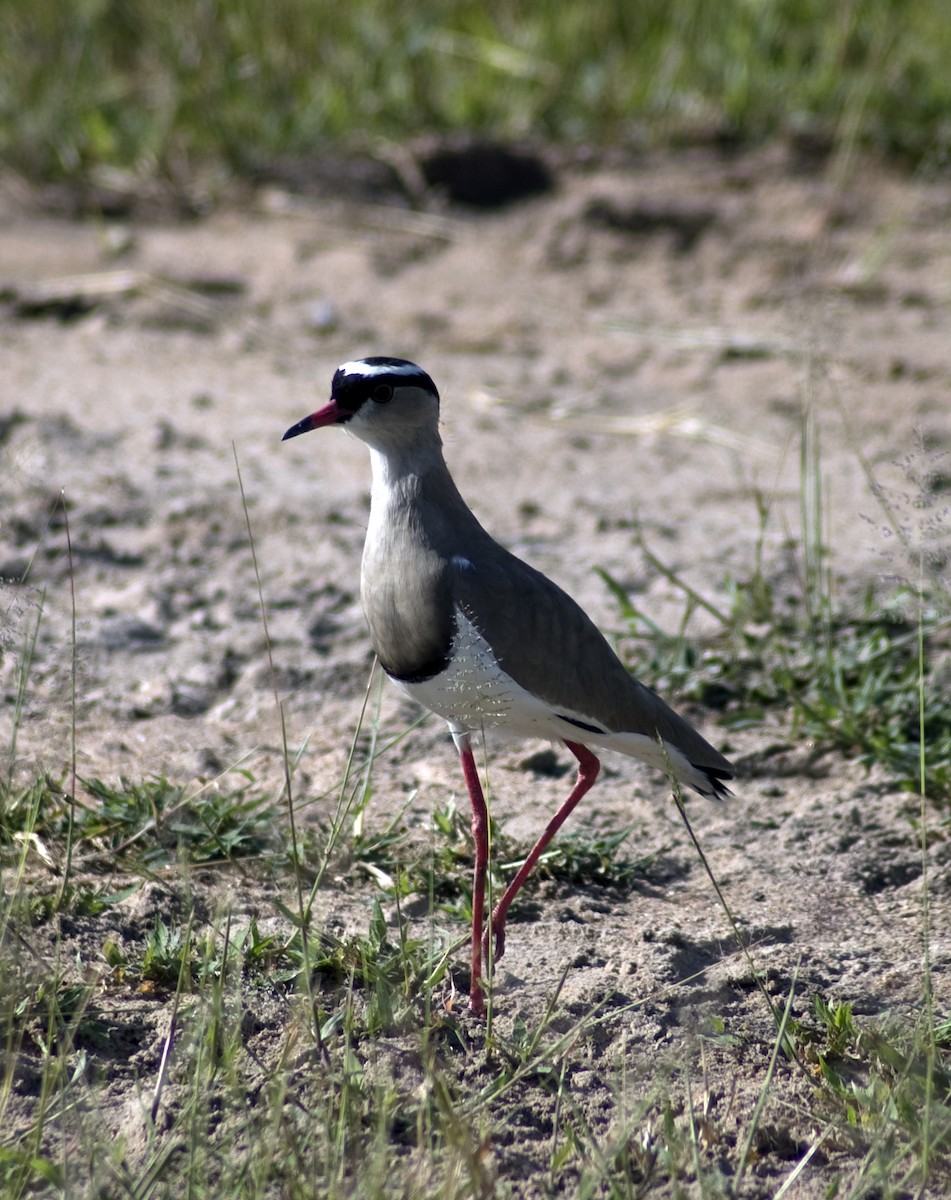 Crowned Lapwing - ML617751497