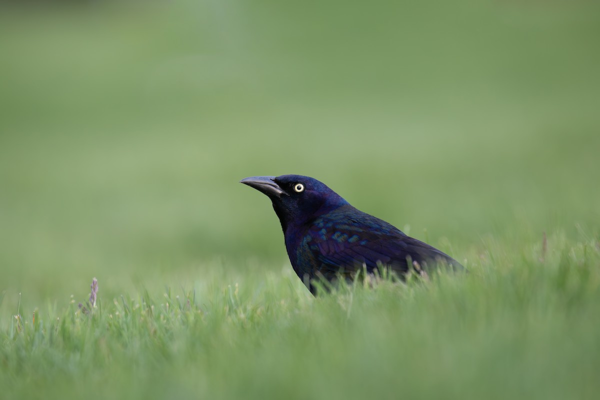 Common Grackle - Marc Brawer