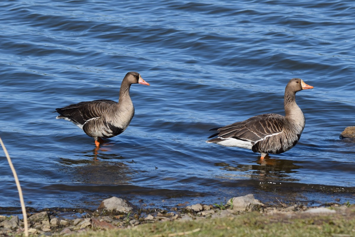Greater White-fronted Goose - ML617751596
