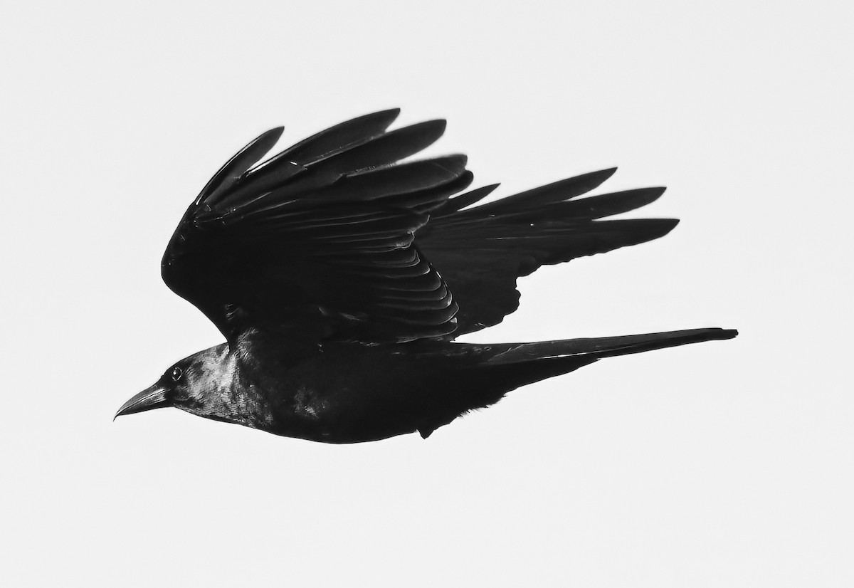 Sinaloa Crow - ML617751674